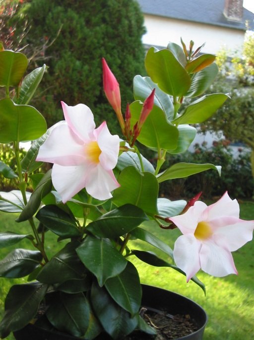 Dipladenia