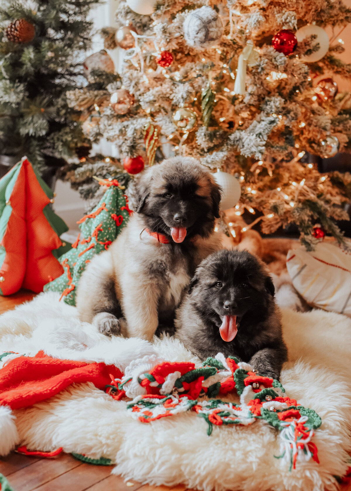 estrelamountaindogs.com Christmas Puppies-5