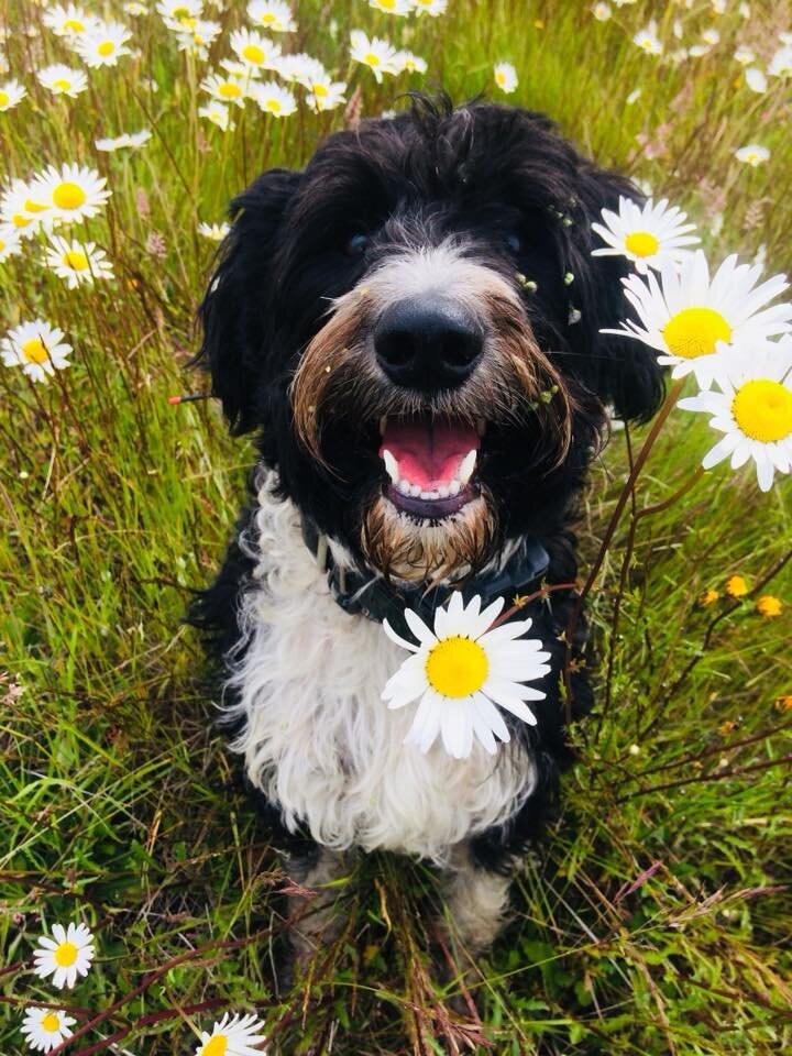 35151738_2058845674379519_905859218915983360_n