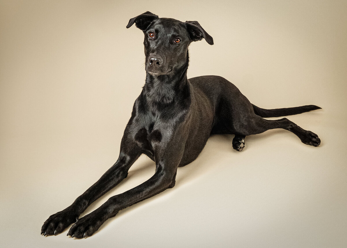 grey-bruce-owen-sound-photographer-pets-3