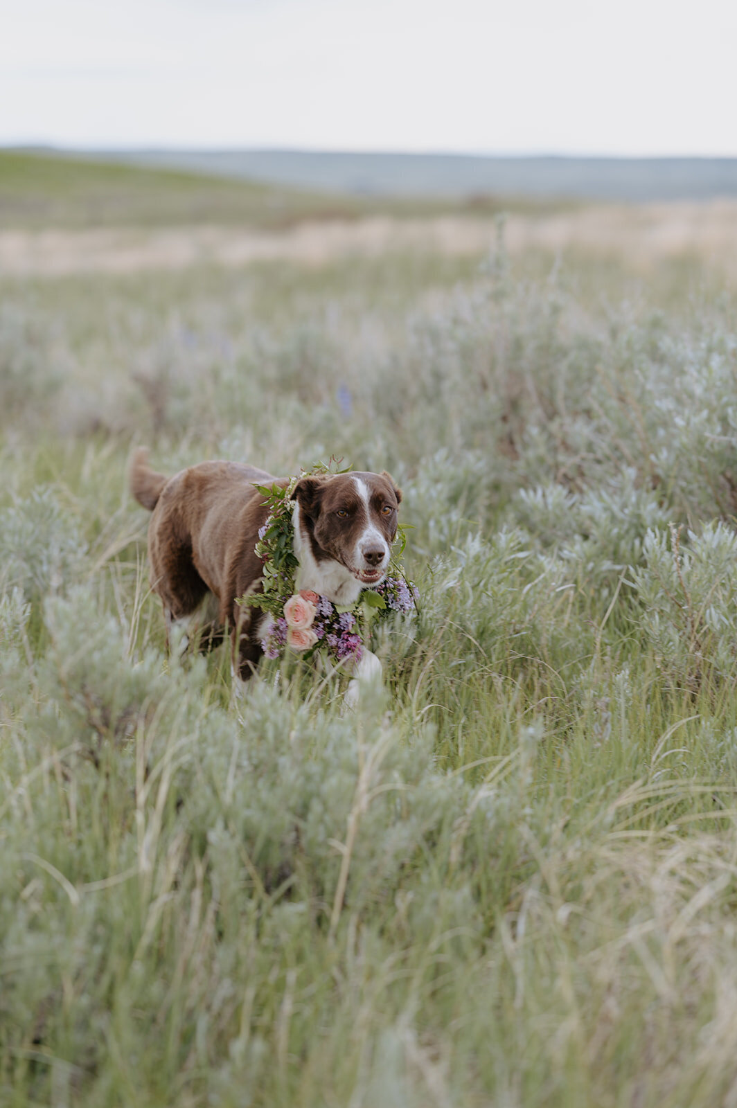 Carly-Patrick-Sheridan-Wyoming-Elopement-020