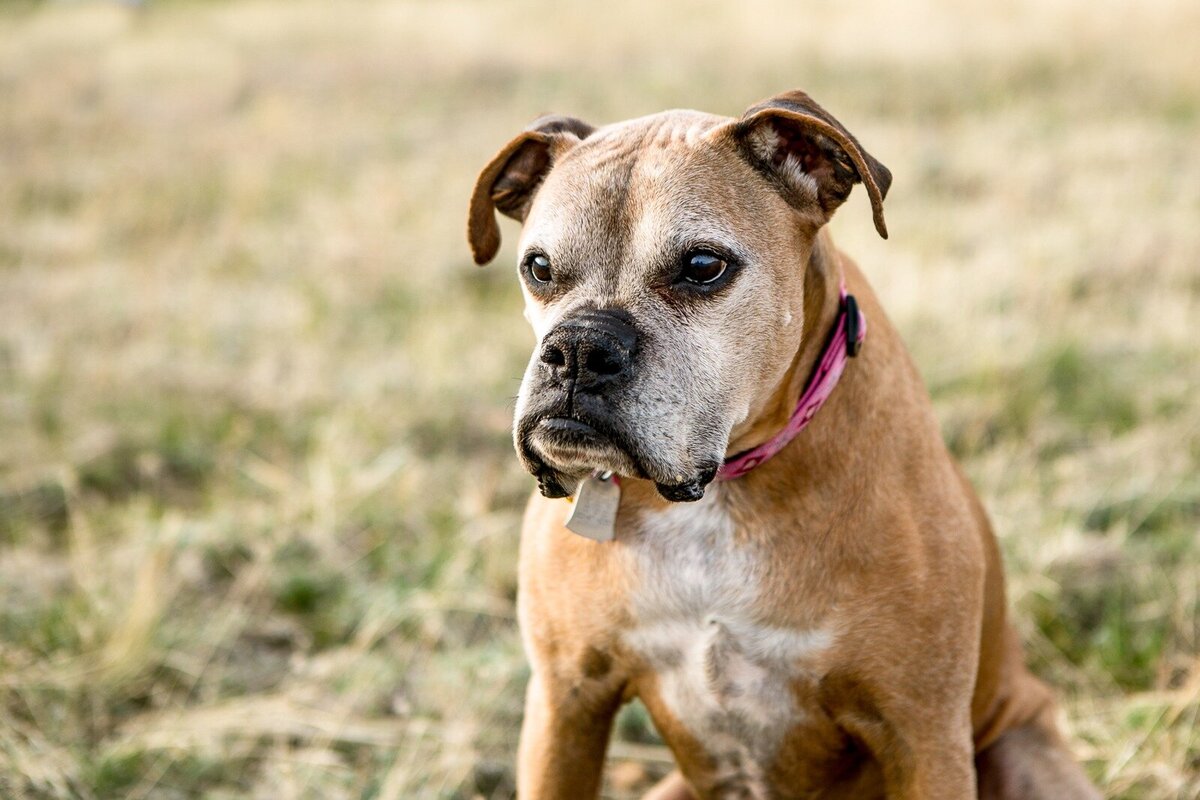 a grumpy looking cute boxer dog sits