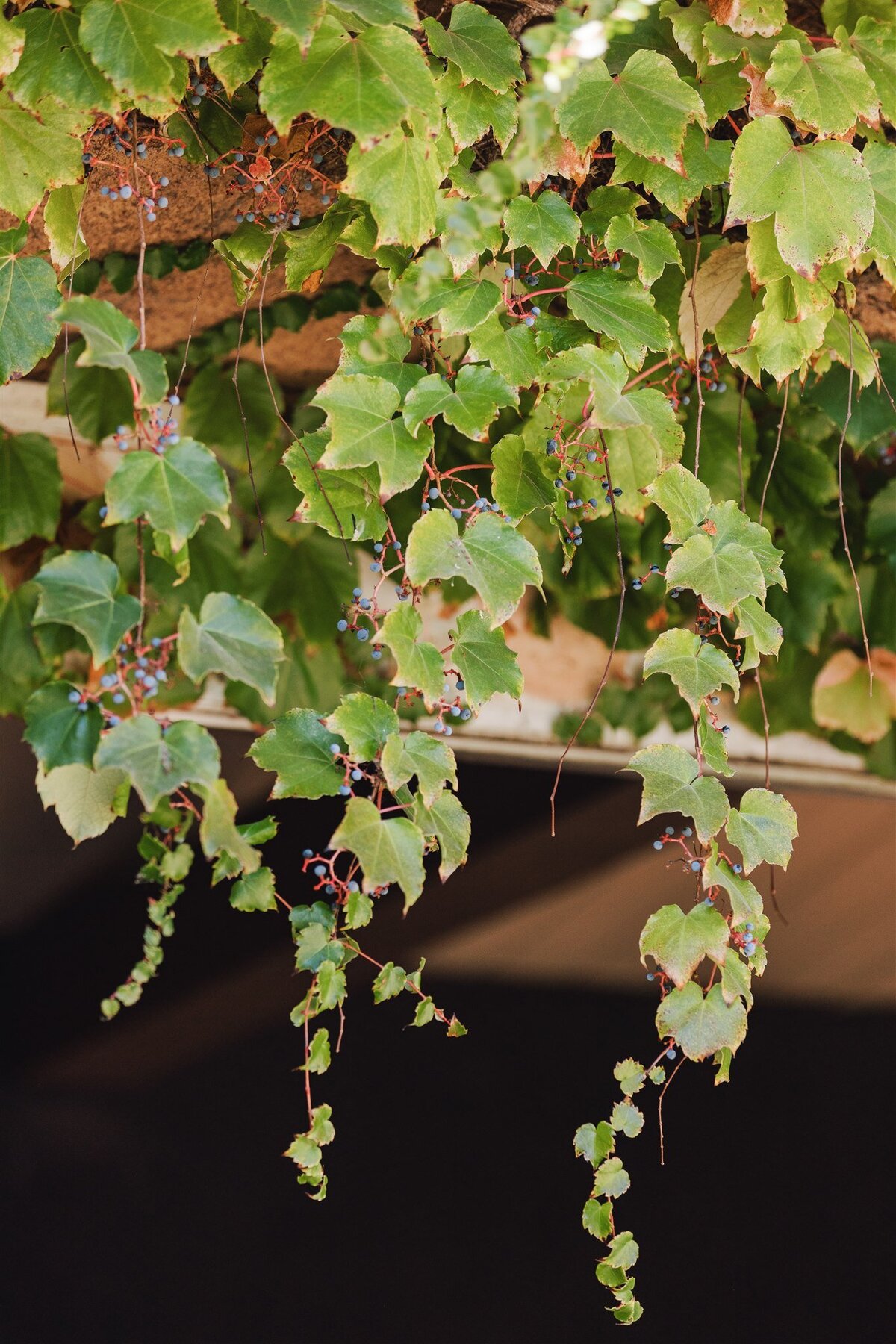 viansa-sonoma-wedding-annie-ben-ashley-carlascio-photography-0103
