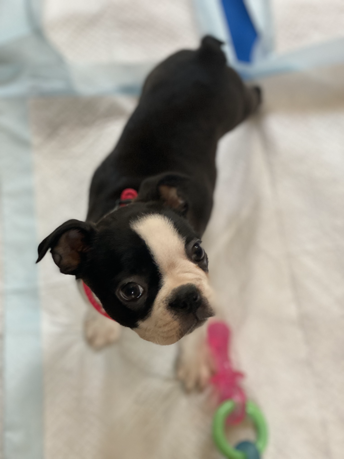 Tuxedo Pups Tuxedo Boston Puppy Pink Collar