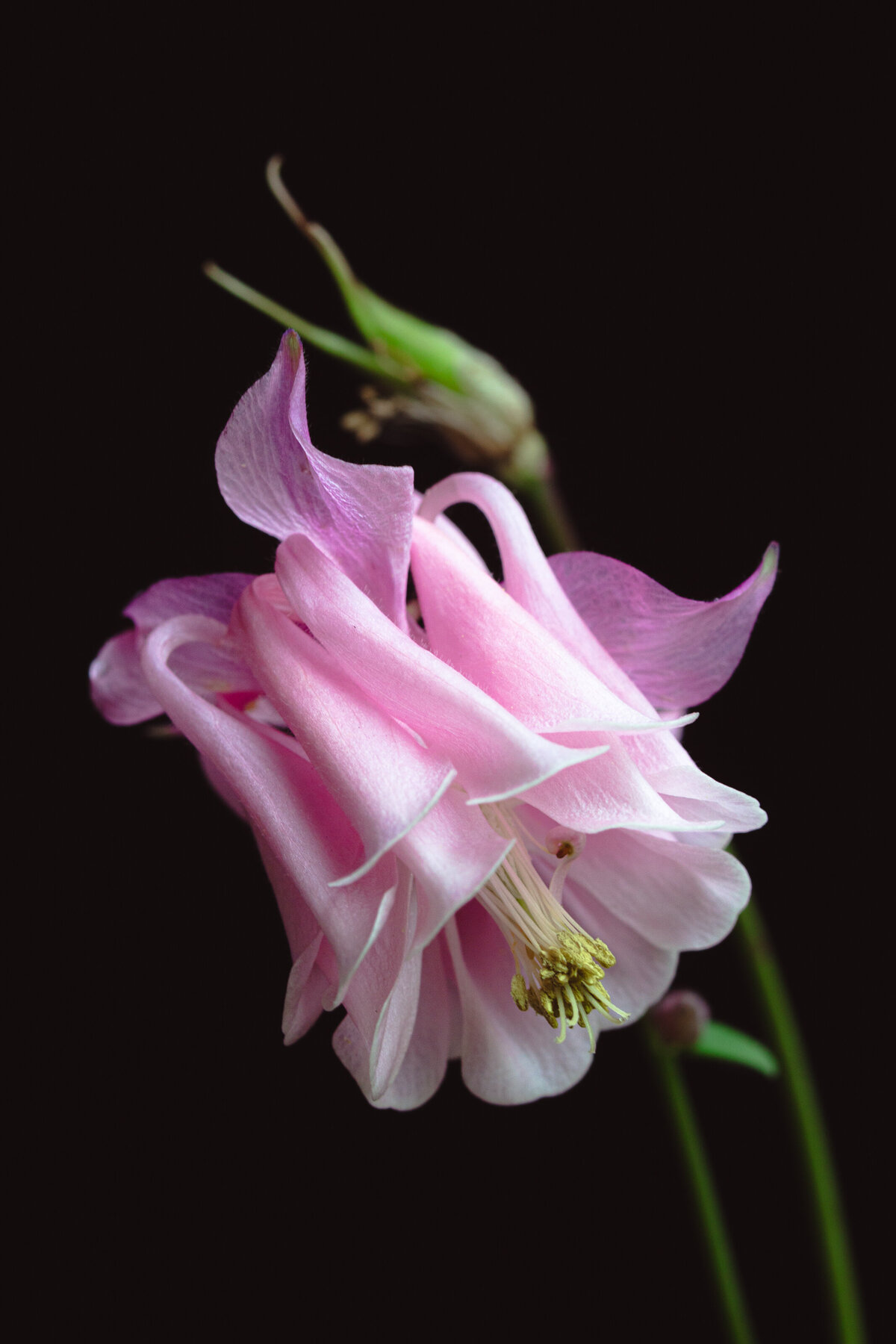 columbine_pink_0209_2