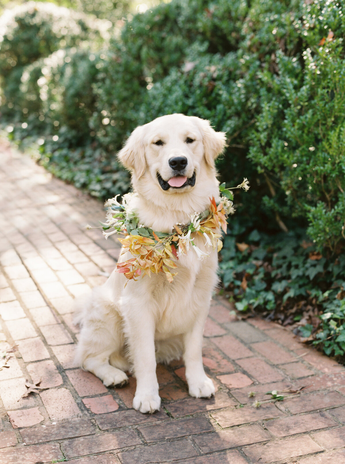 TaylorWillWedding