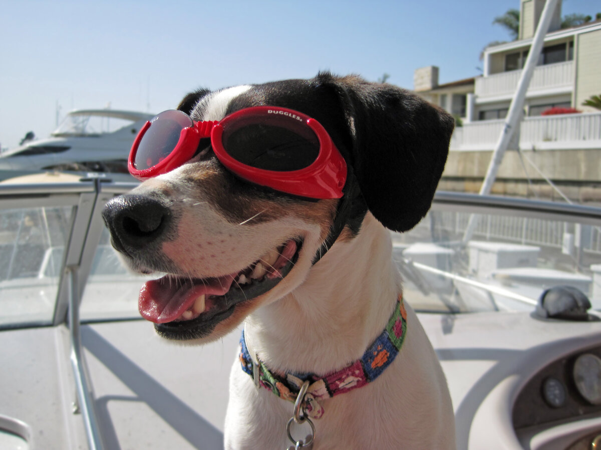 IMG_0661BellaDoggles