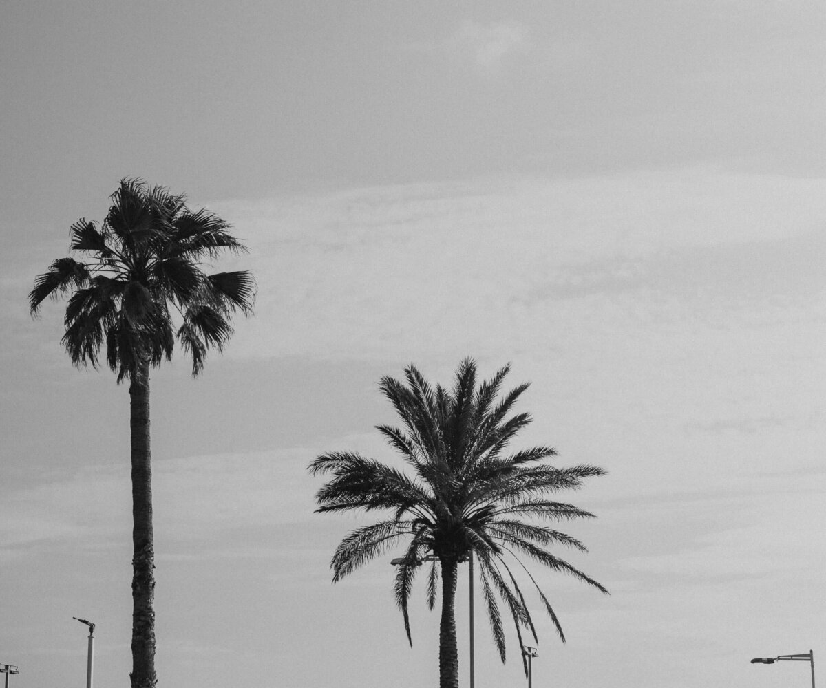 Palm Trees on Clear Sky
