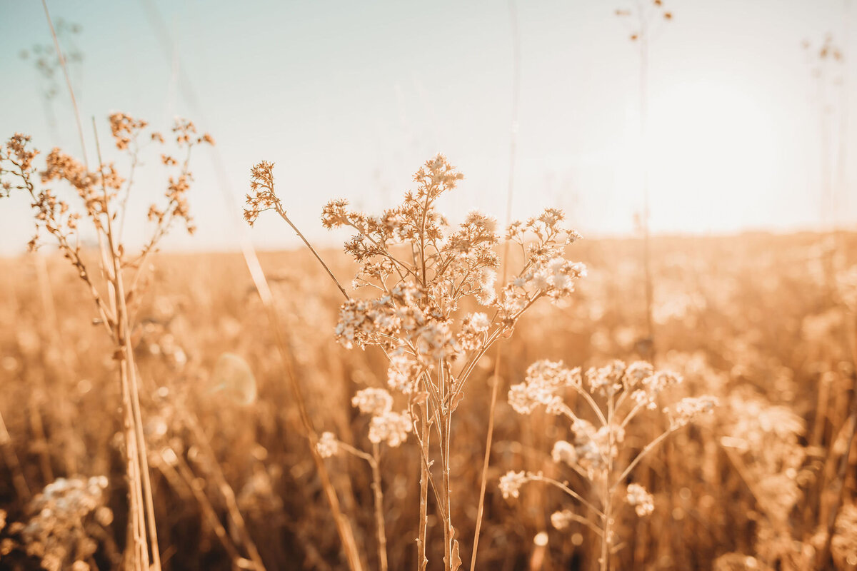 Honey Sage Wellness Mental Health Counseling Home