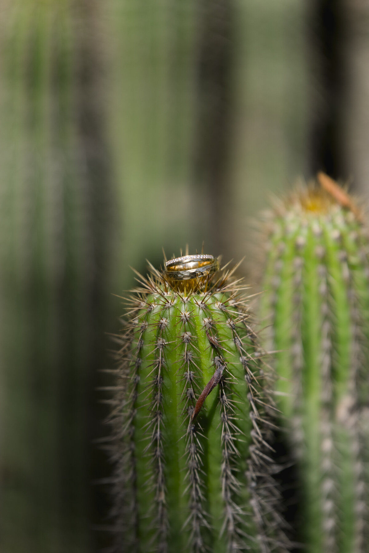 San-DIego_Wedding_Photographer_Leo-Carrillo-Ranch_080