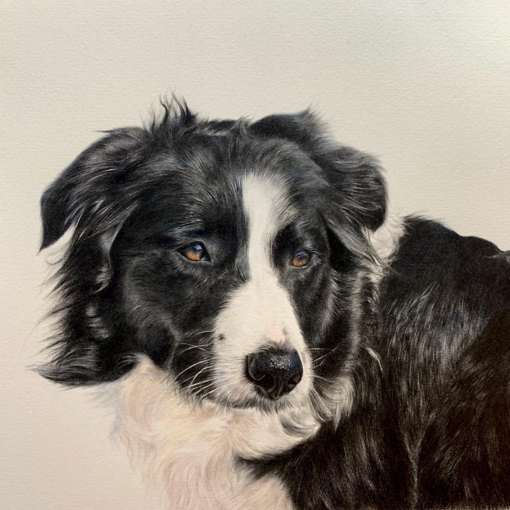 Sheep-Dog---Coloured-Pencil-Drawing---Bonny-Snowdon-Fine-Art