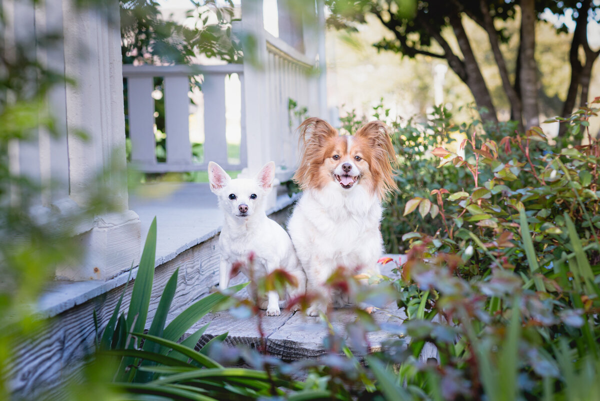 Photogra-V Portfolio Sacramento County Dog Photography-10