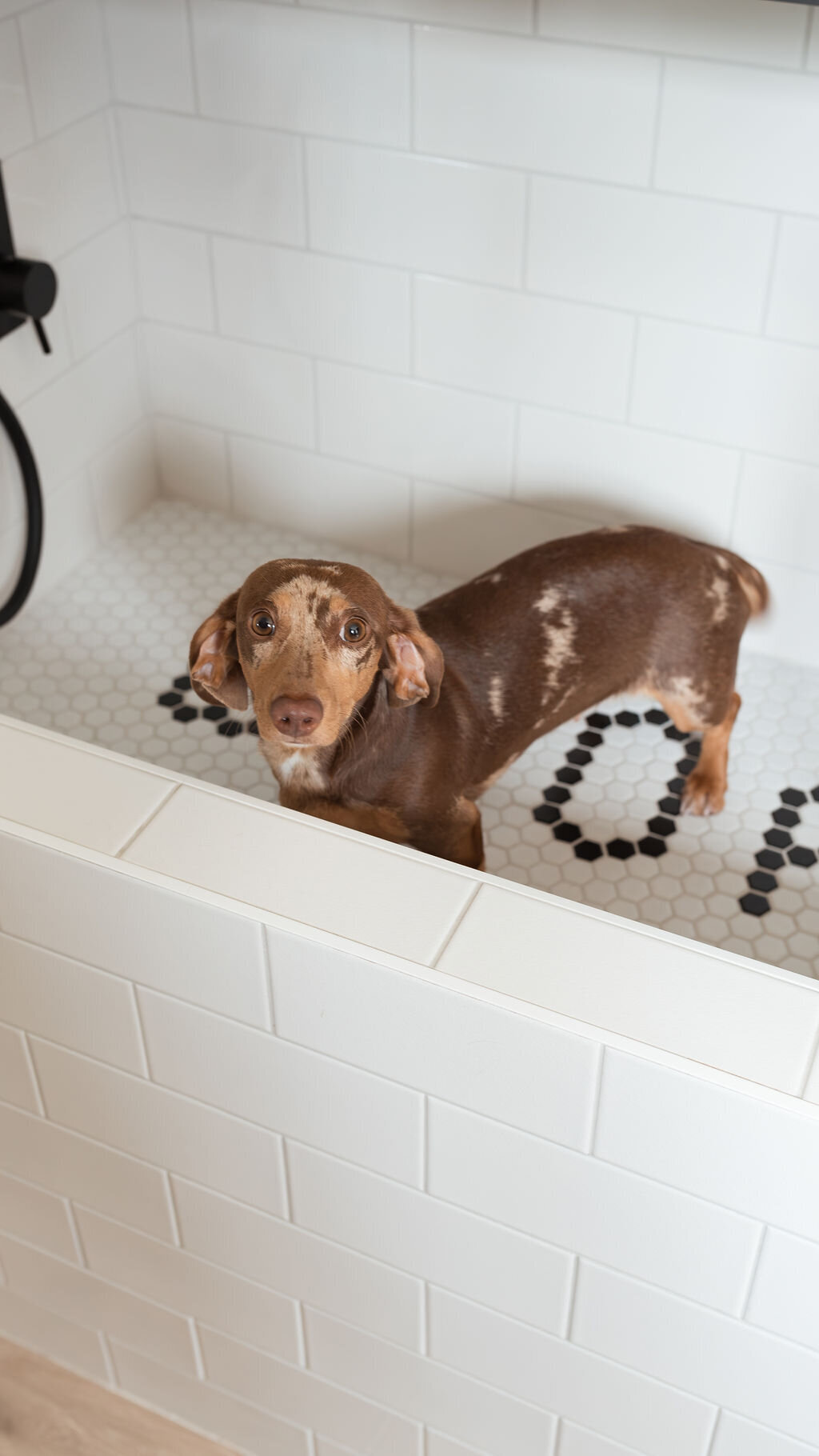 A small brown dachshund inside a modern subway-tiled dog wash station. A black built-in shelf sits above the washing station.