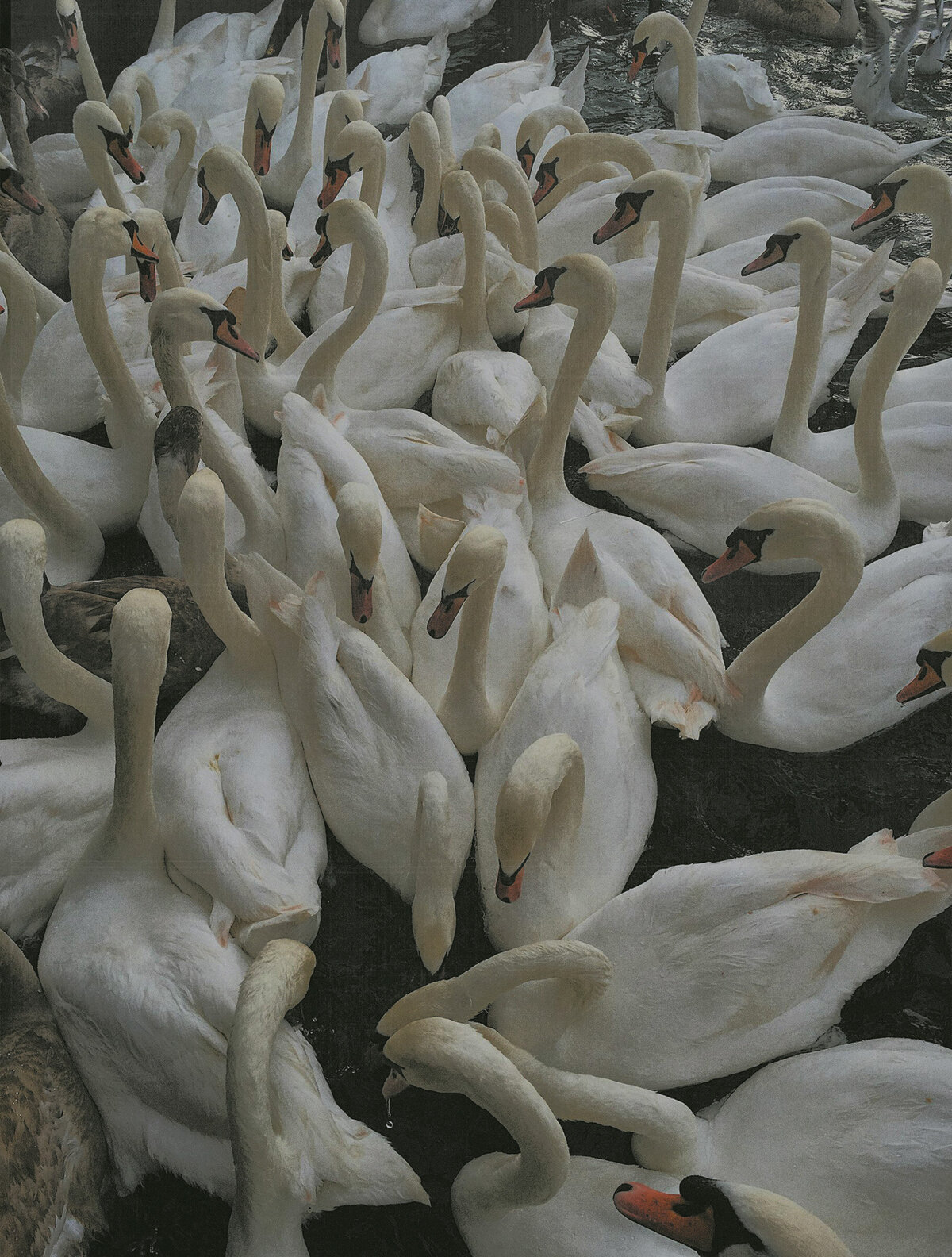 Swans