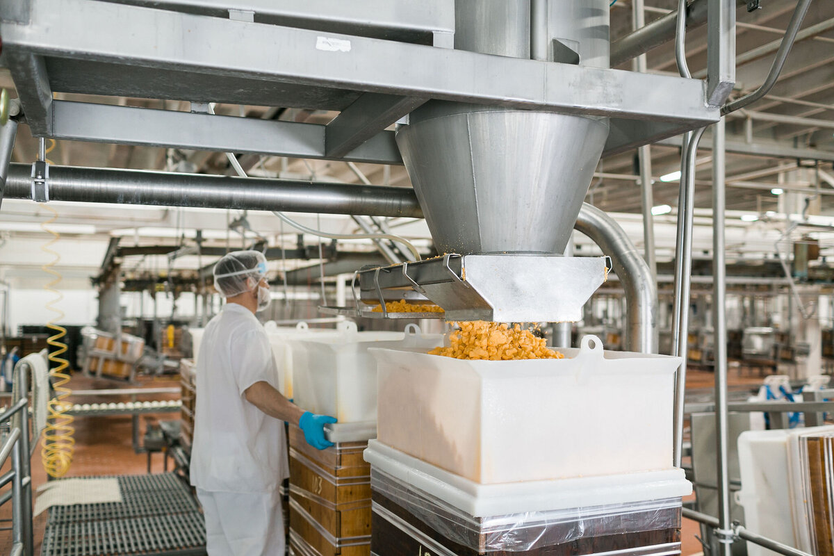 person working on an industrial cheese dairy manufacturing production line as cheese curds are deposited into a sorting bin