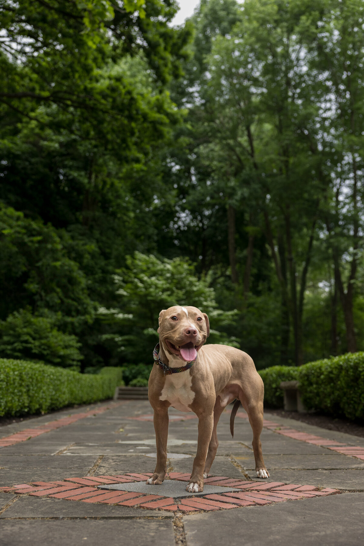 Pet photos outdoors Cleveland Ohio--6