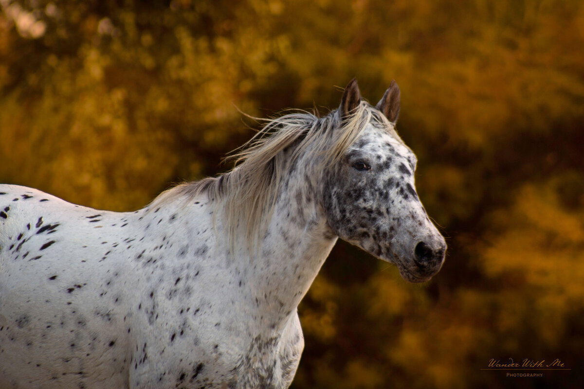 shelbyhorsenew14