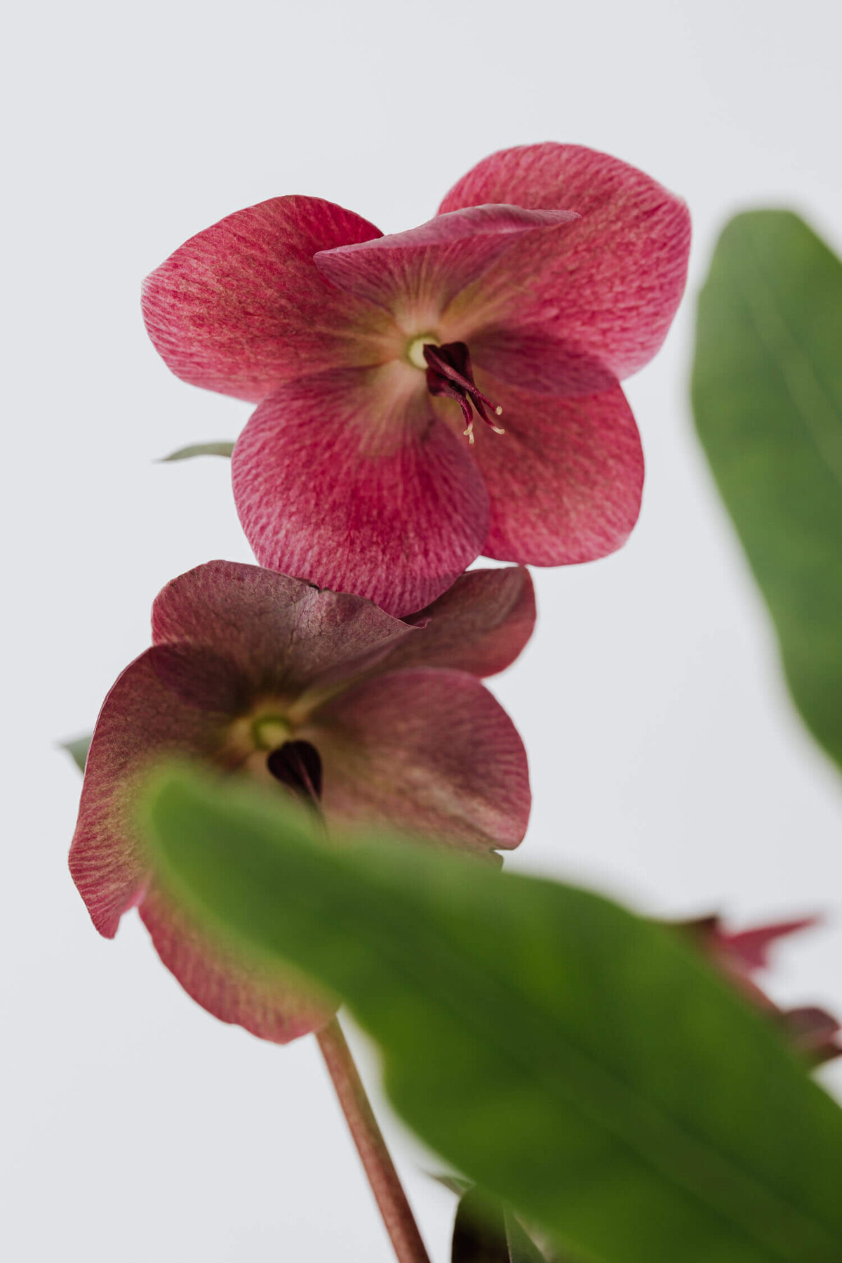 kaboompics_concept-photos-flowers-vase-minimalist-interior-26006