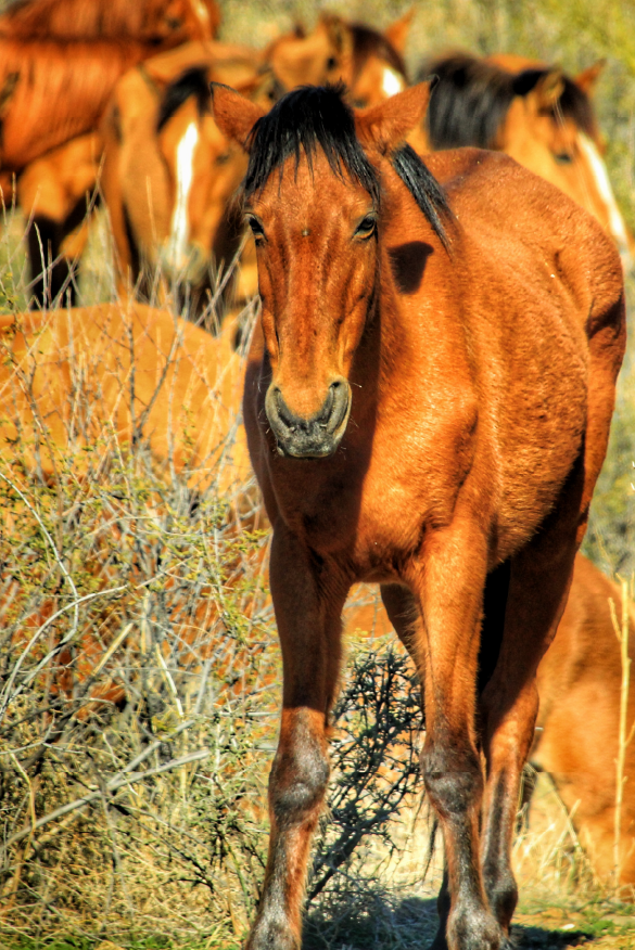 Wild Horses