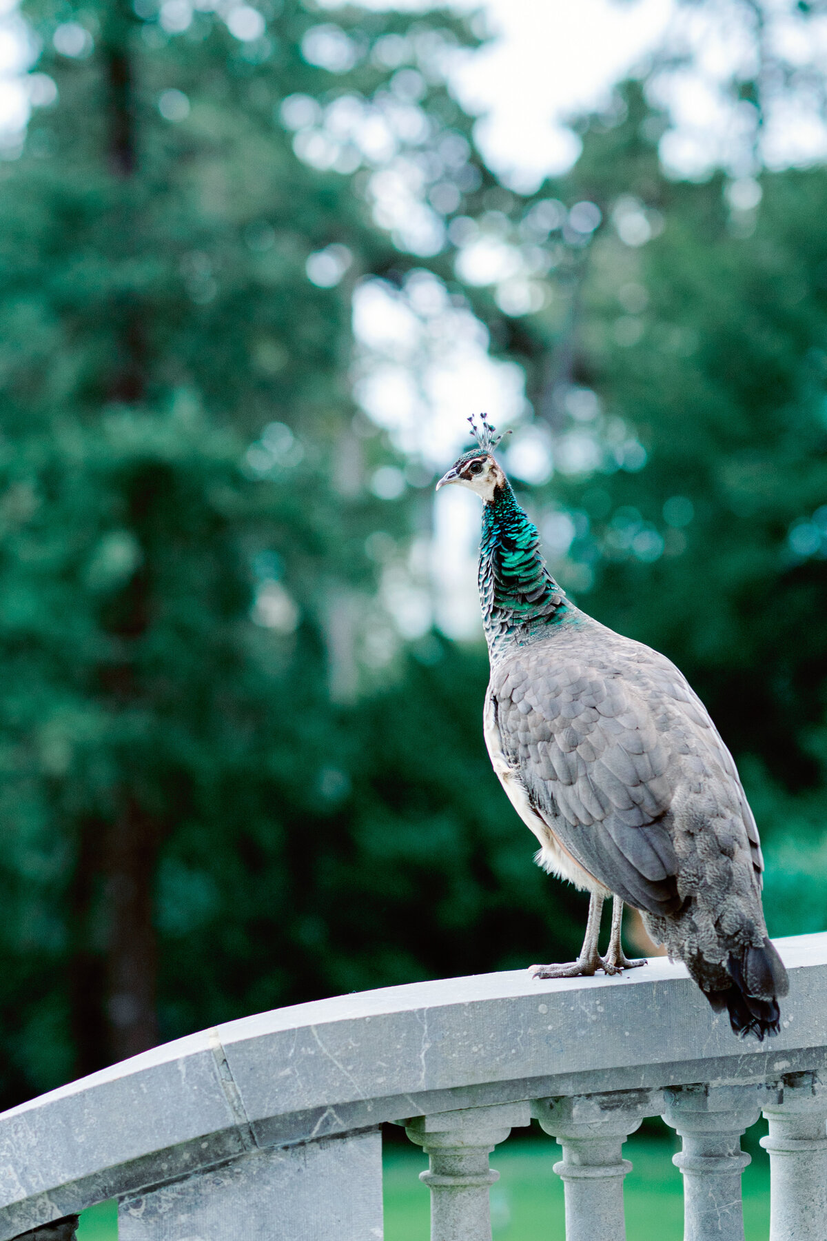 Wedding at Château Bouffémont photographed by Lake Como Wedding photographer