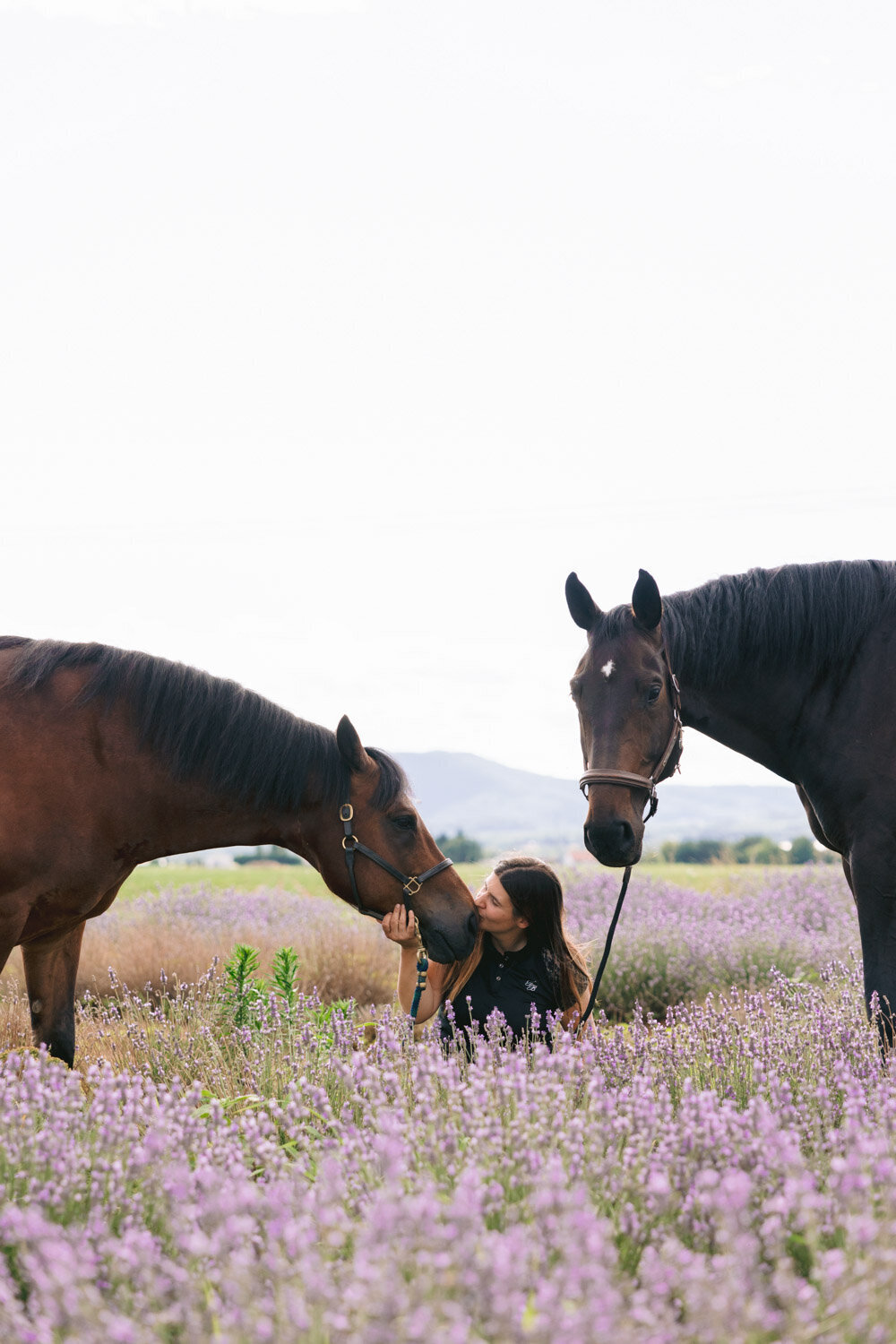 photographe-equestre-drome-chevaux-lavandes-20