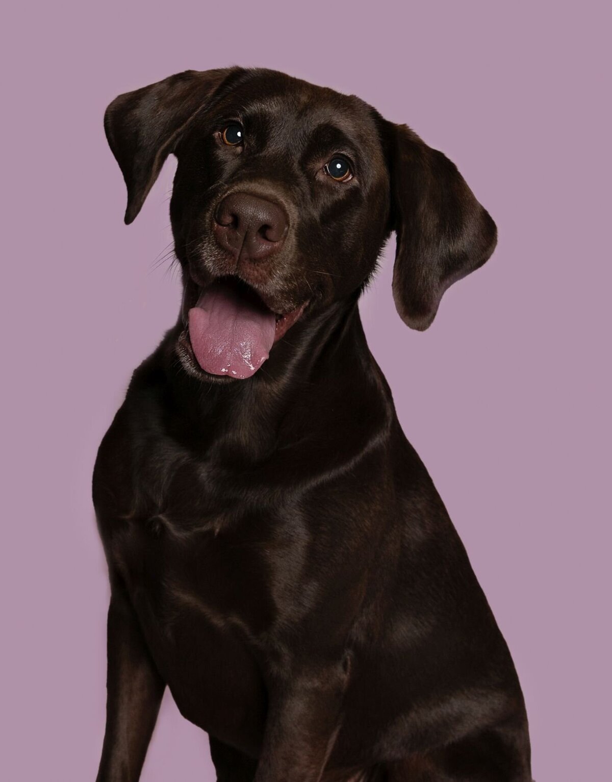 lilla-bordas-portraits-tampa-DOG-photographer1301_2