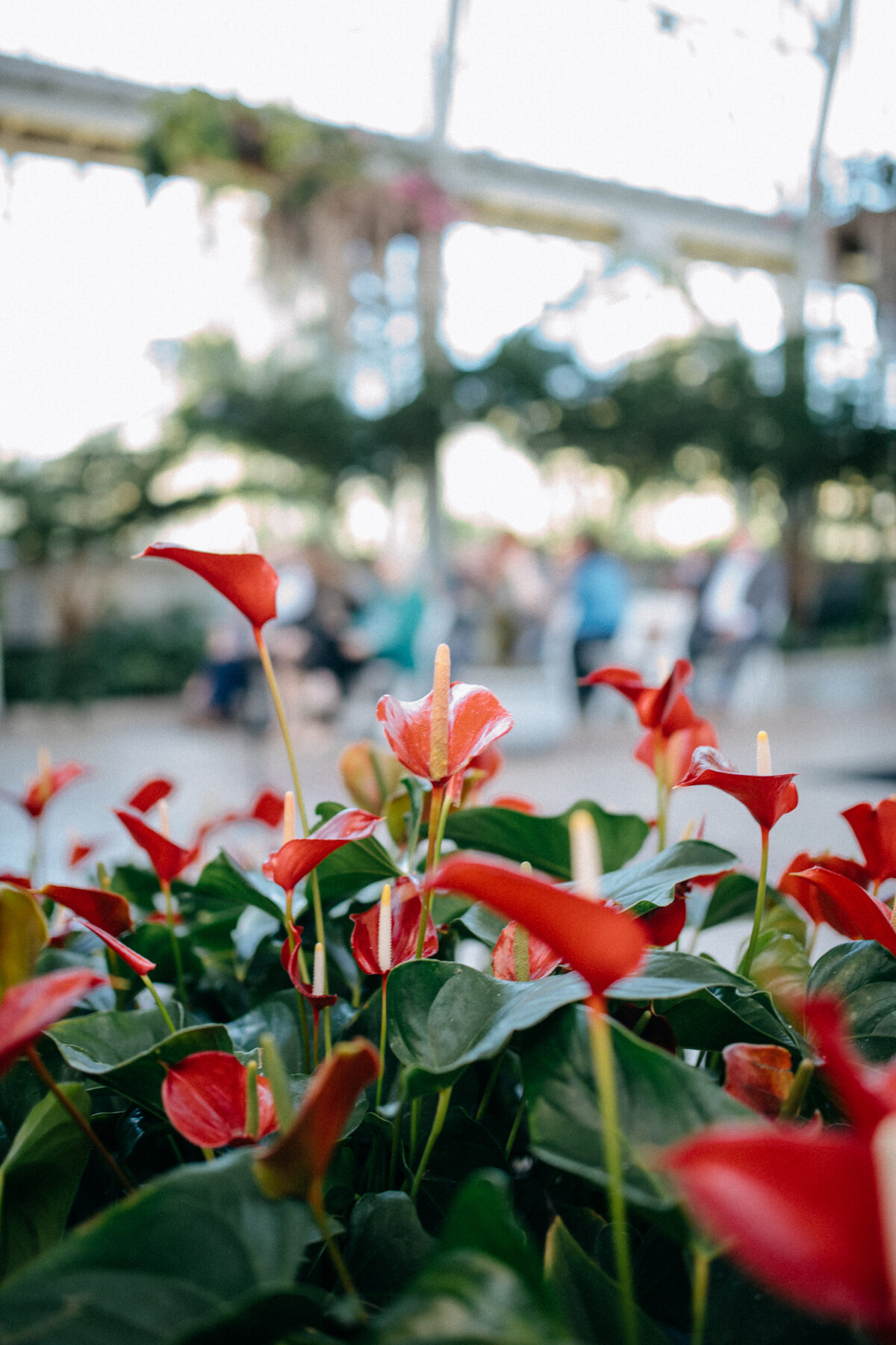 red-anthurium-in-jewel-box