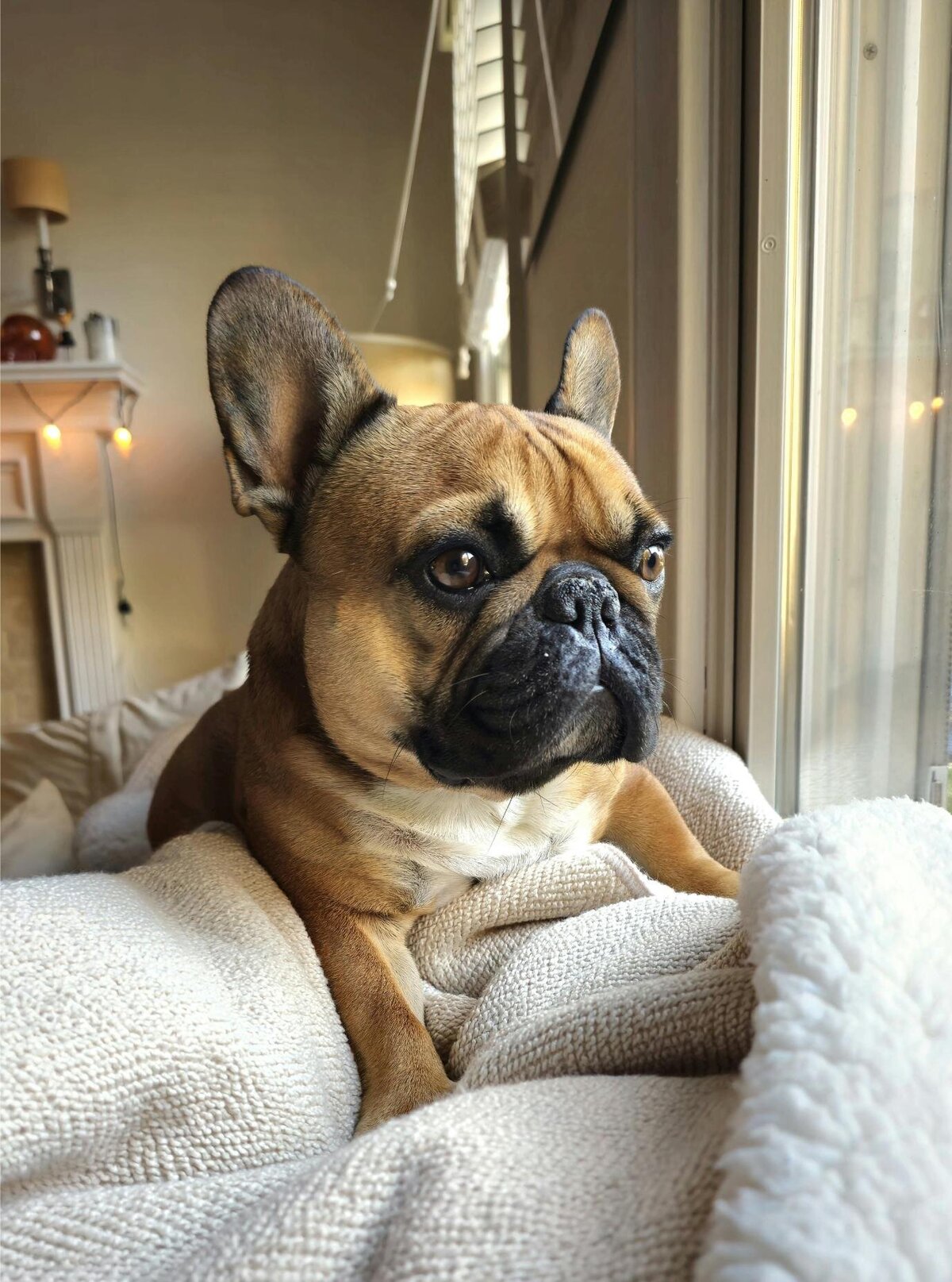 img-ingoodpawsconcierge (8)