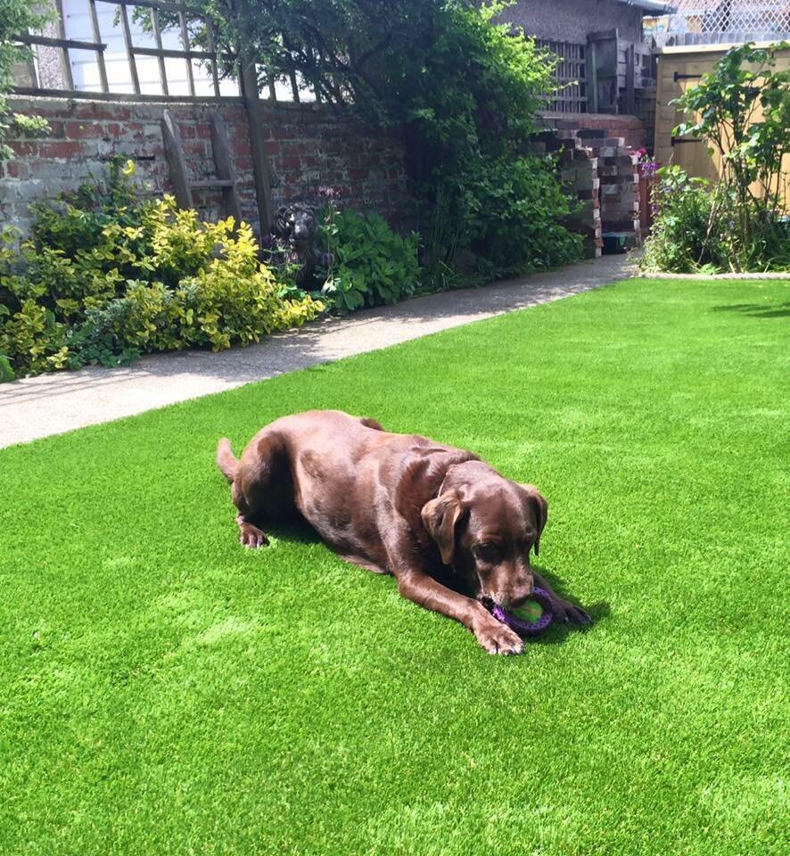 aritificial grass with dogs