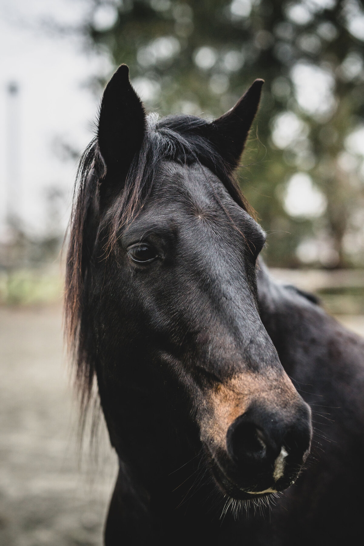 Schweiz-Tier-Fotograf-Pet-Photographer-11-Musto-Studios