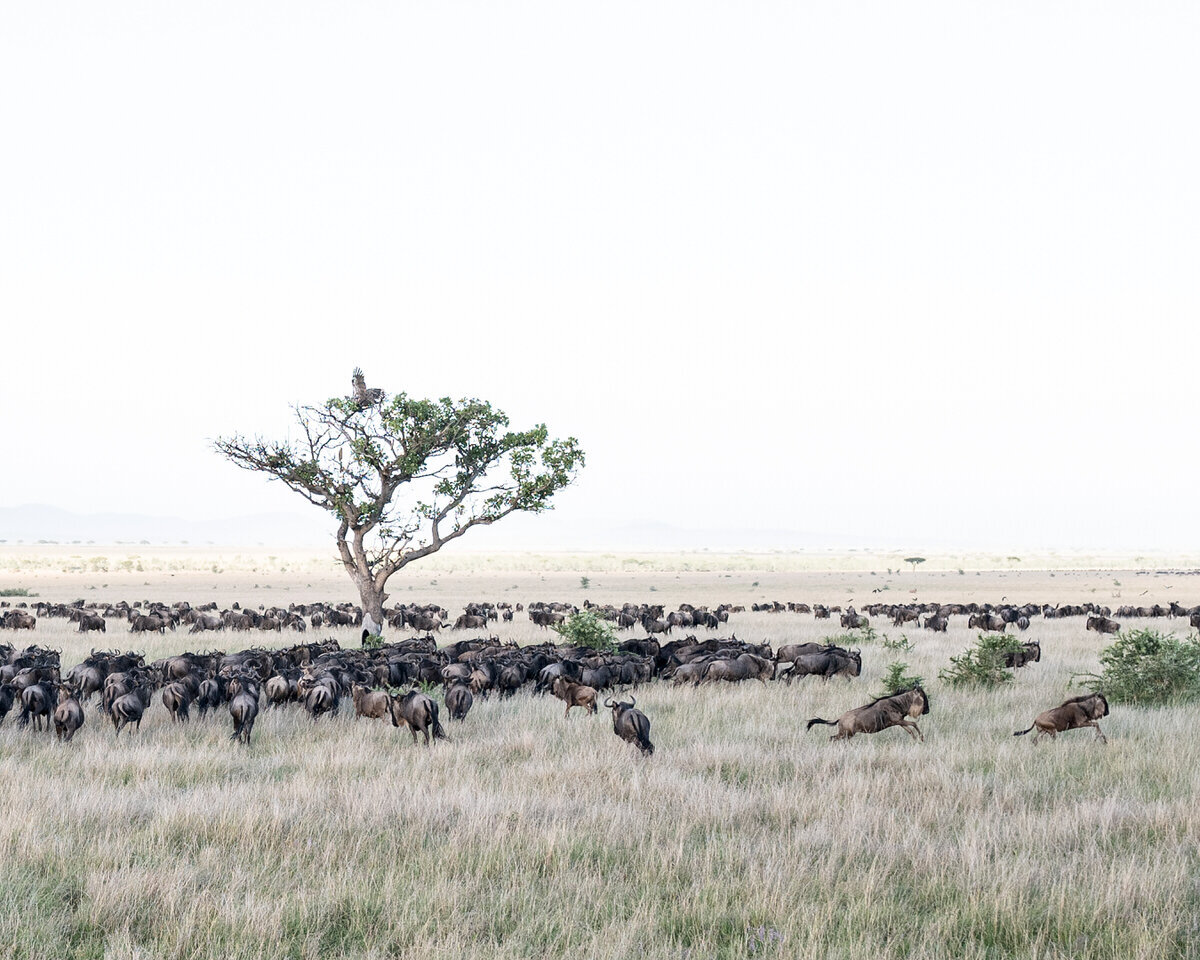 leila-brewster-photography-tanzania-0918
