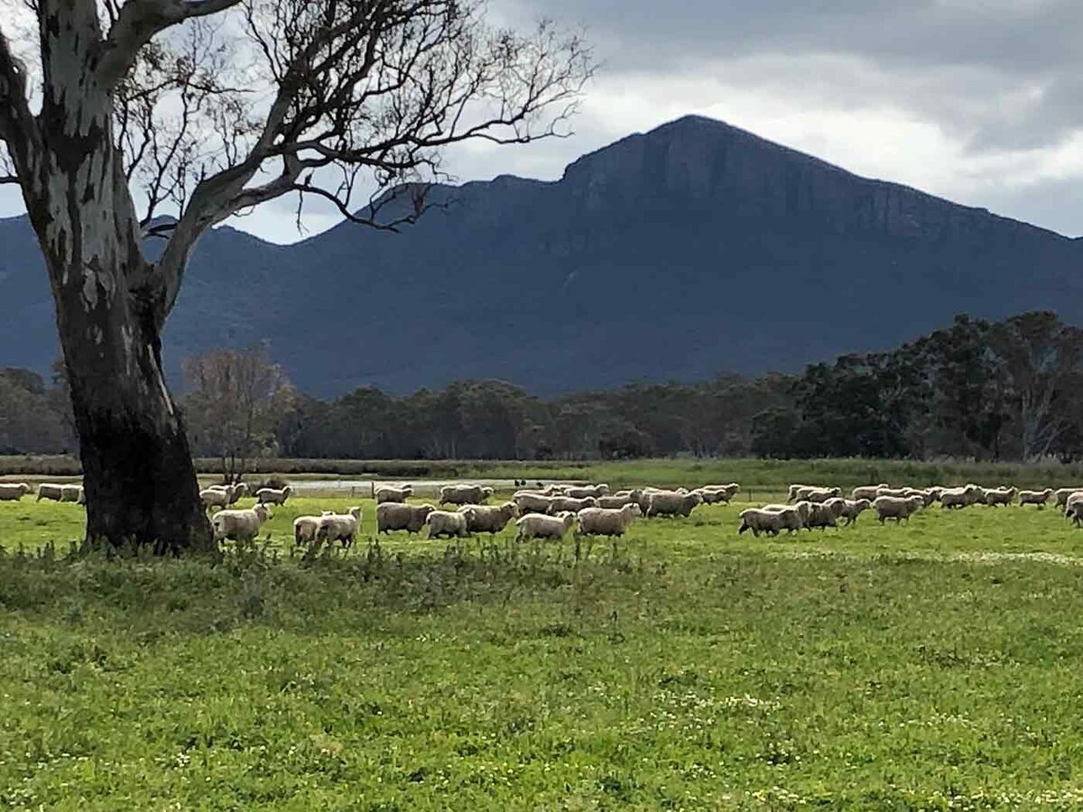 Grampians wool
