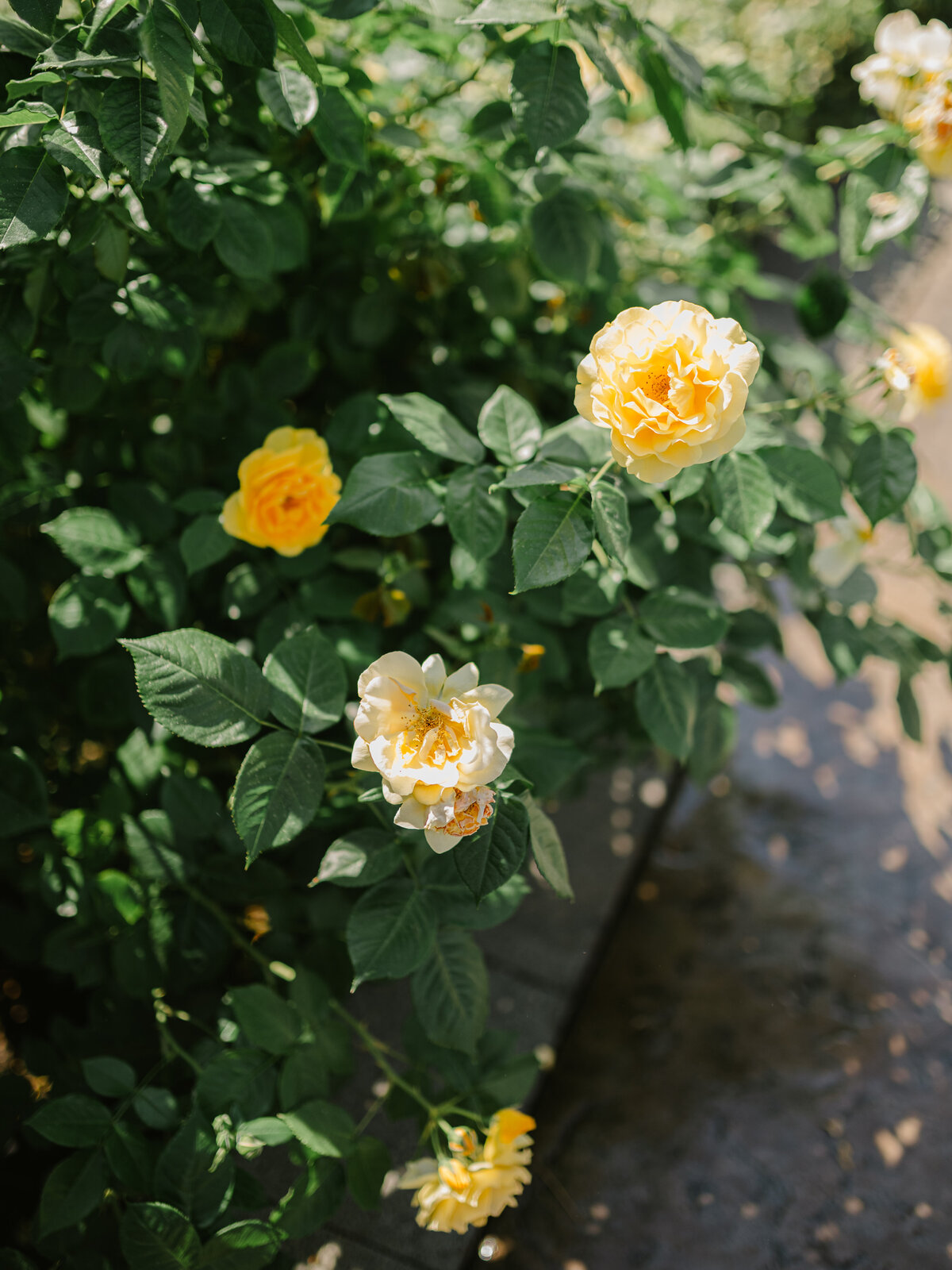 Kelowna-Wedding-Photographer (10)