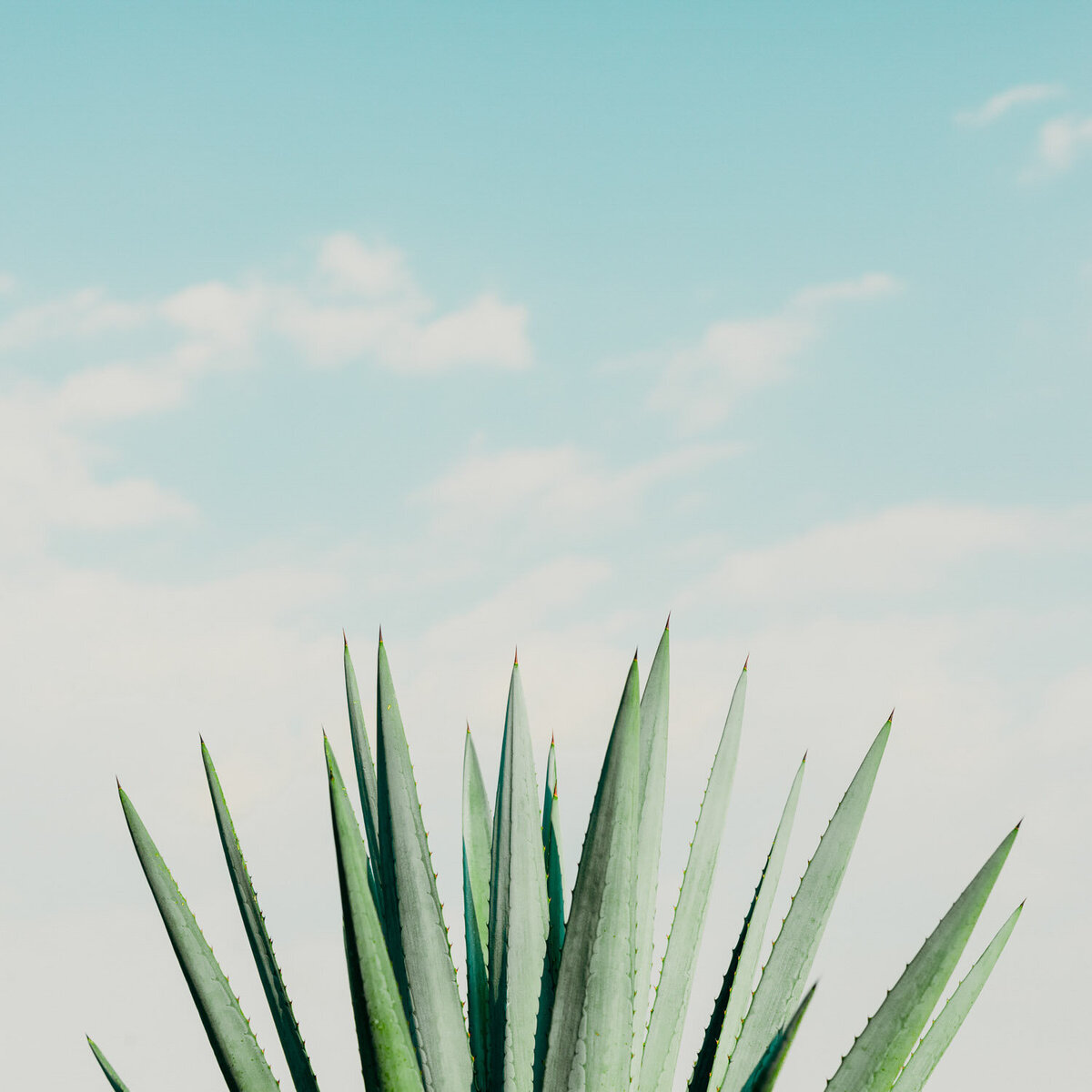 nashville-branding-commercial-photographer-tequila-tc-craft-agave-2
