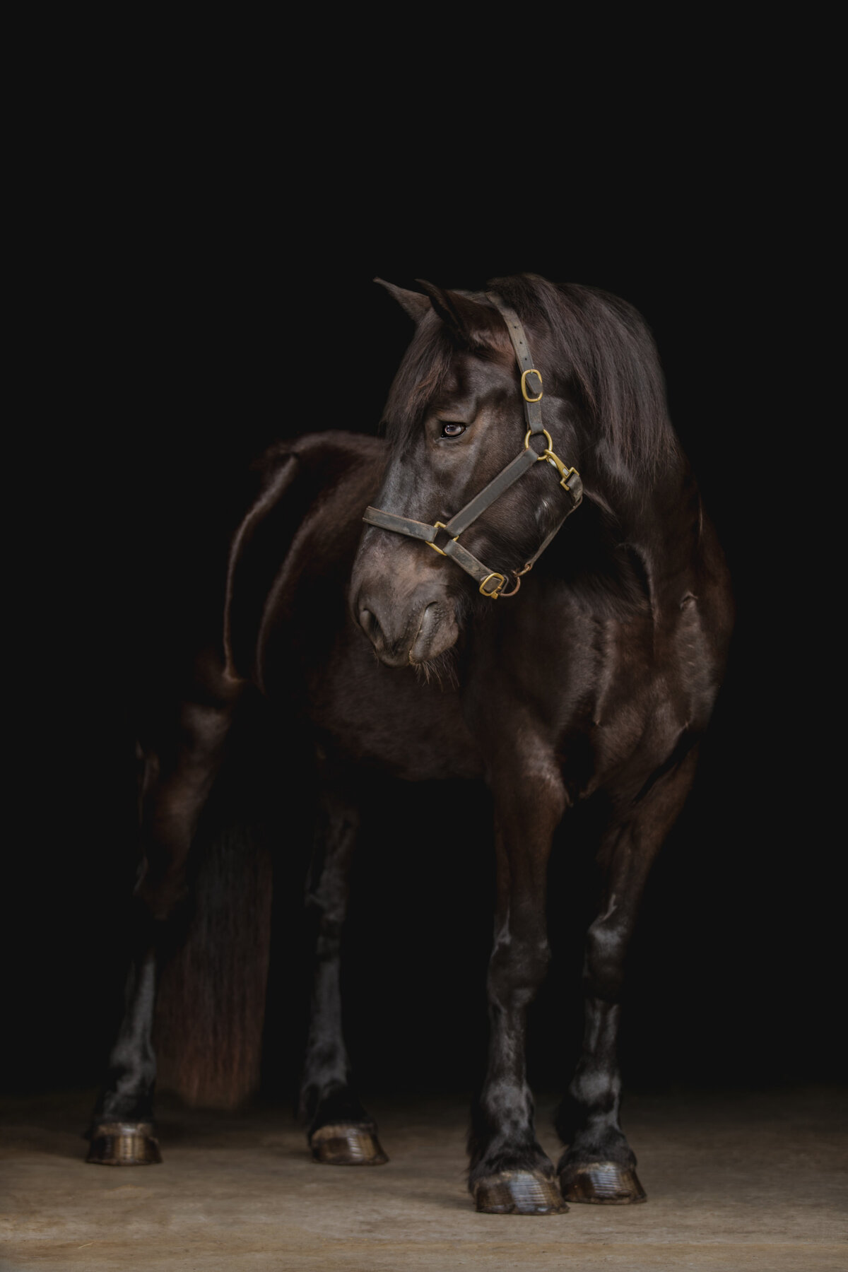 Black Horse Stables-3