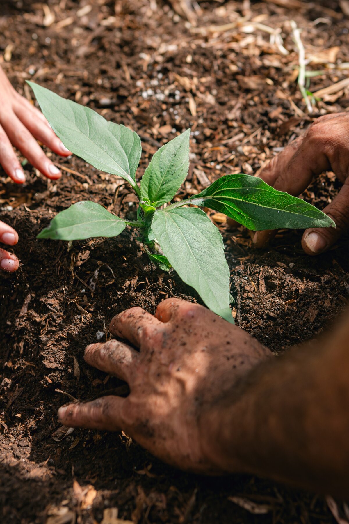 The-Ripe-Org-Farm-Ventura-California-Santa-Paula-Non-Profit-0023