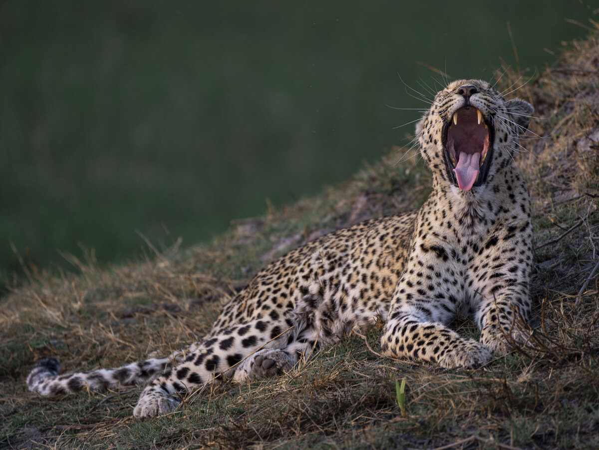 Cheetah in Botswana Okavango Delta Safari