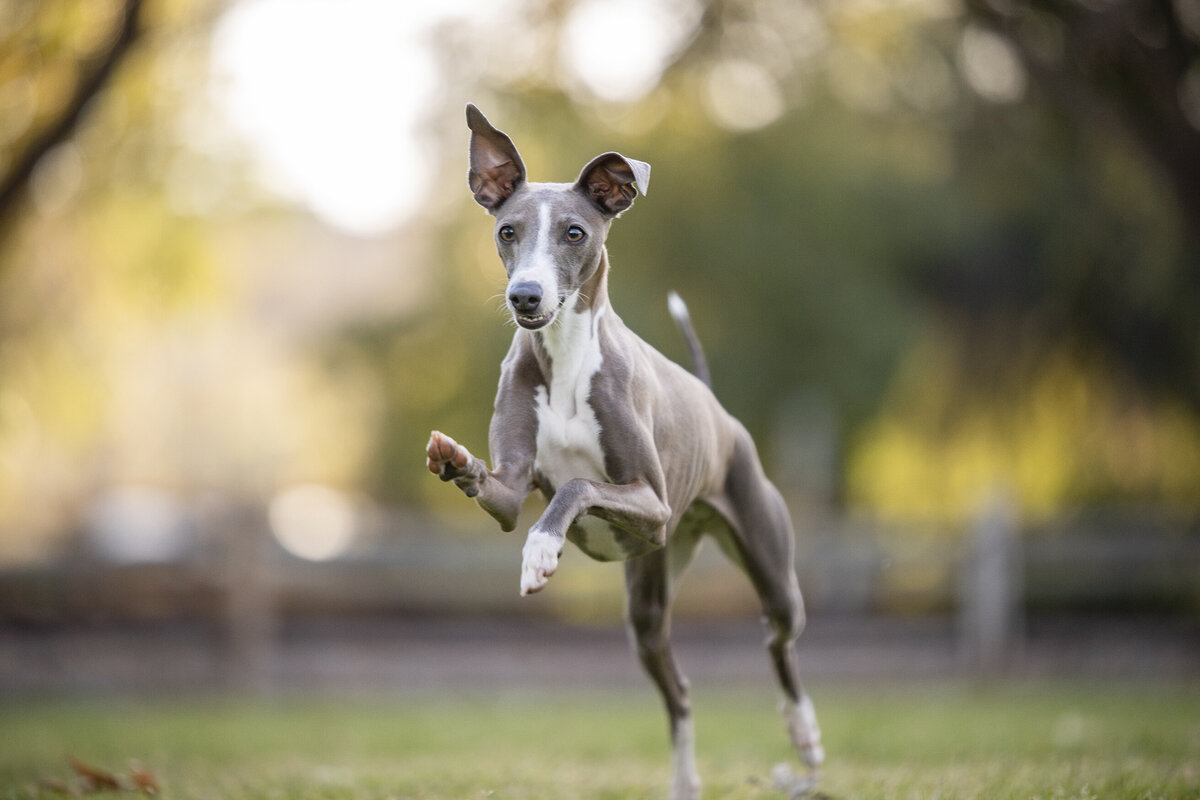 pet photo licensing 9 copy