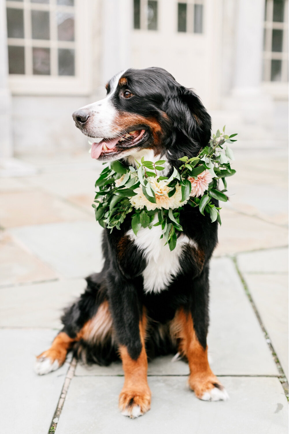 034_dog-wedding_flowers-crown