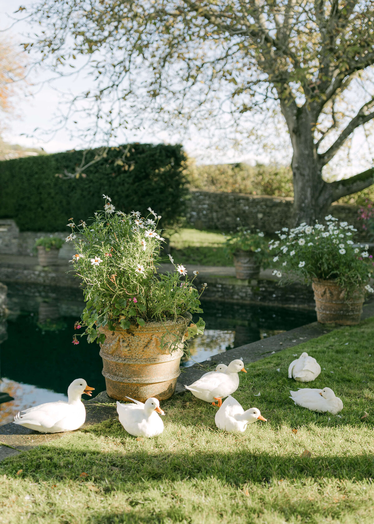 chloe-lowe-wedding-euridge-manor-cotswolds-boathouse-ducks