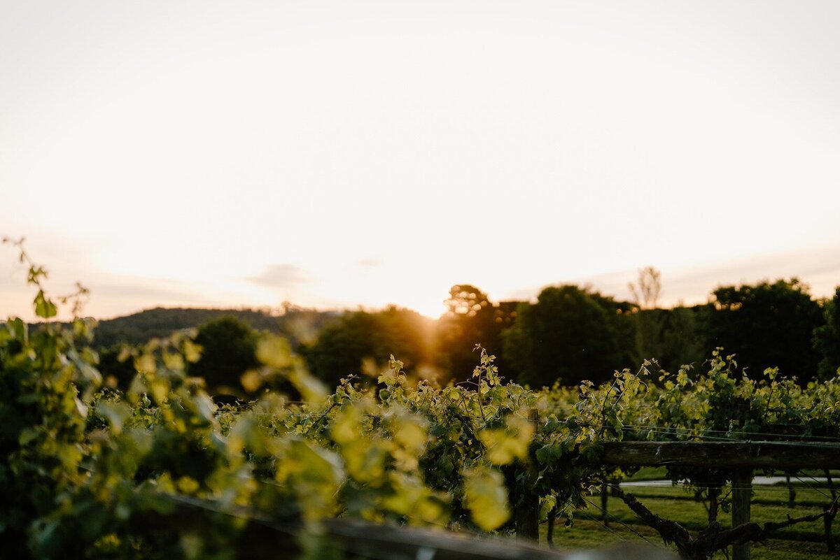 The vines at sunset at Vue on Halcyon