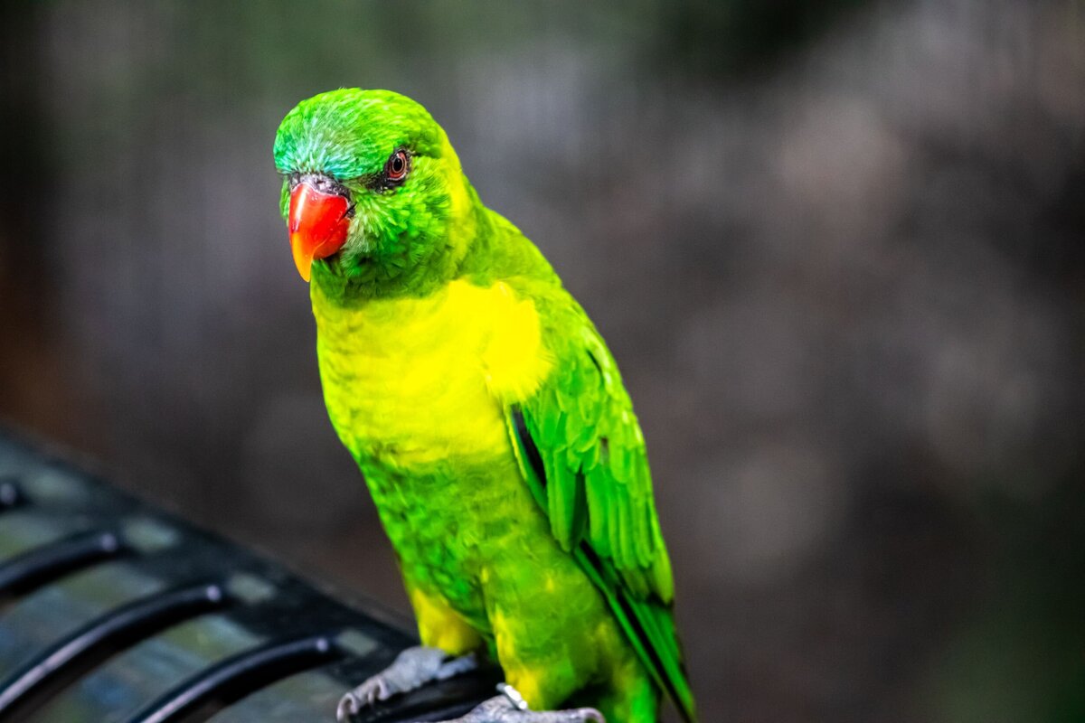 green-parrot-19babb04-2500