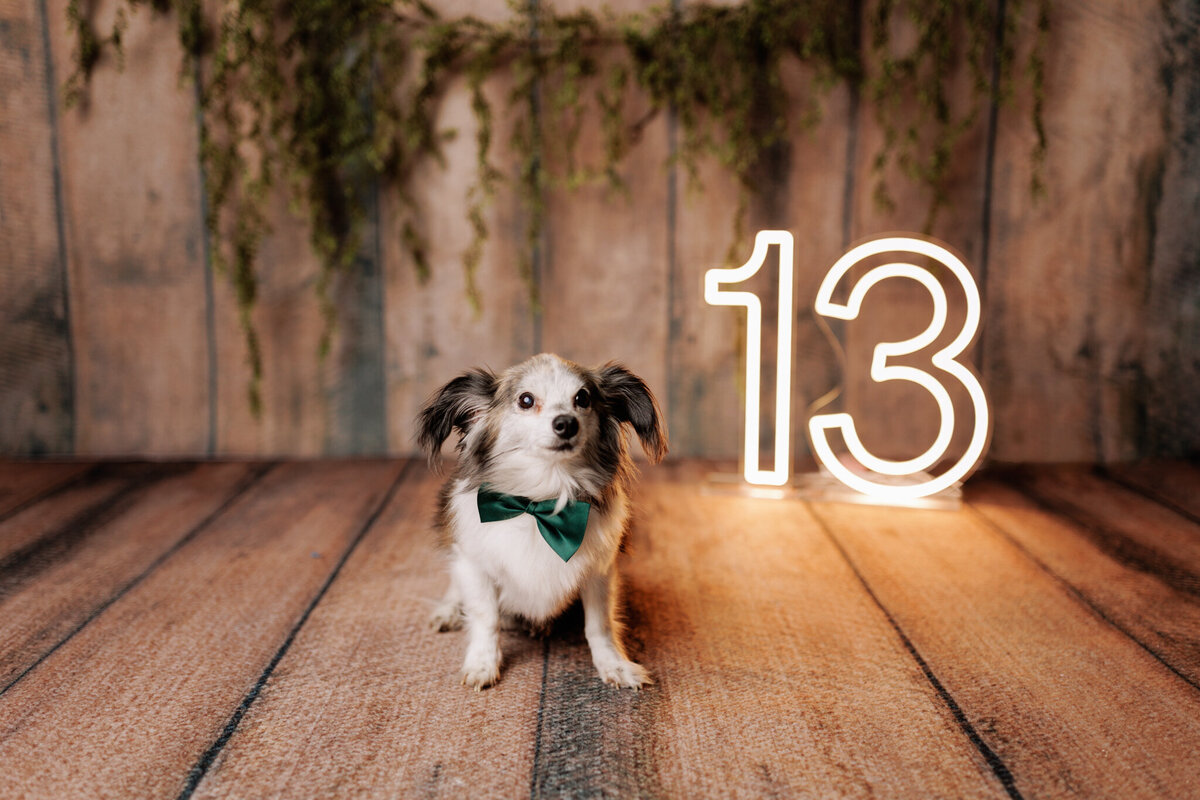 NW Arkansas pet photographer, dog photography NW Arkansas, pet photography near me