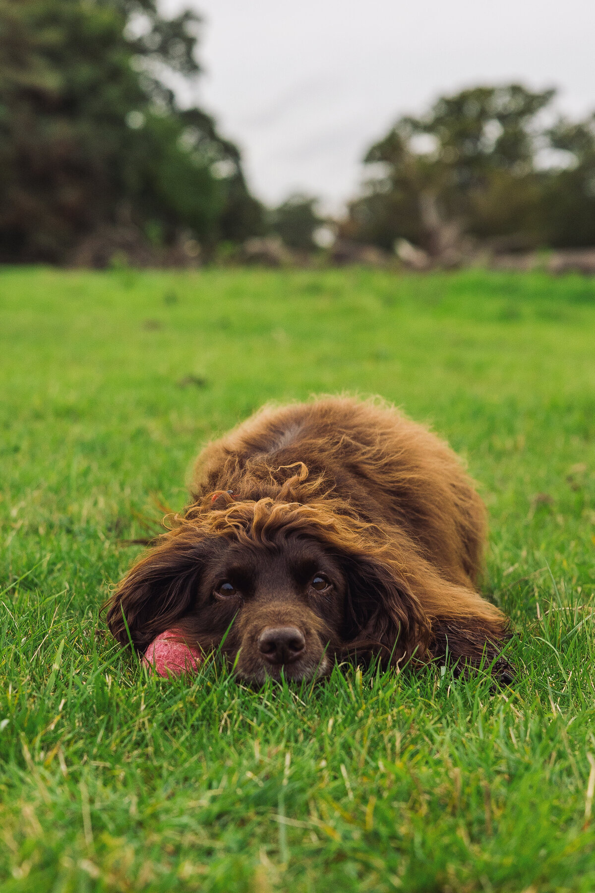 Lucy & Fergus (27)