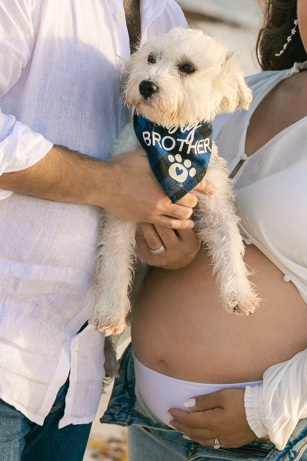 miami-maternity-photo-dog-big-brother