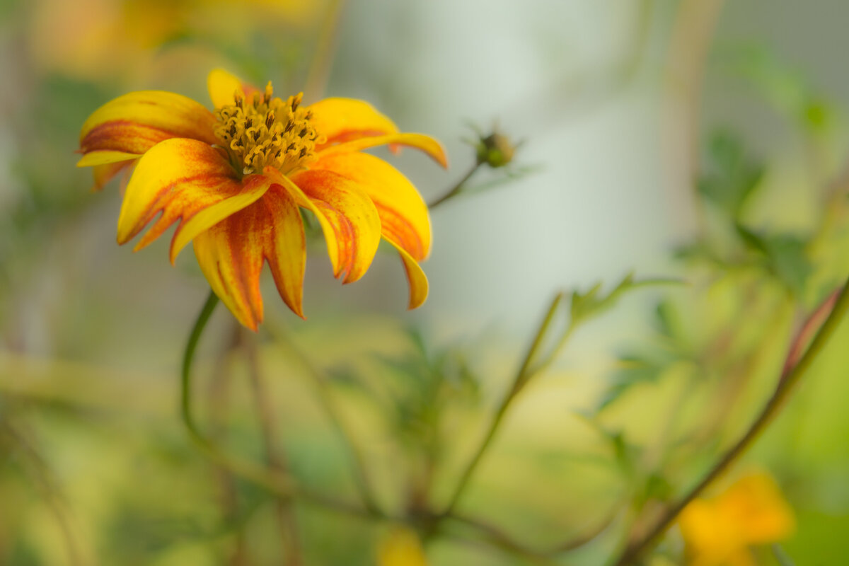flower_orange_9924