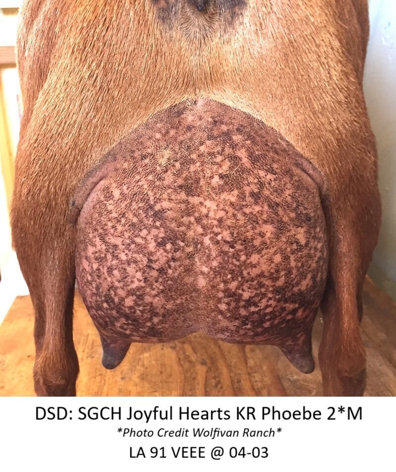 dsd1