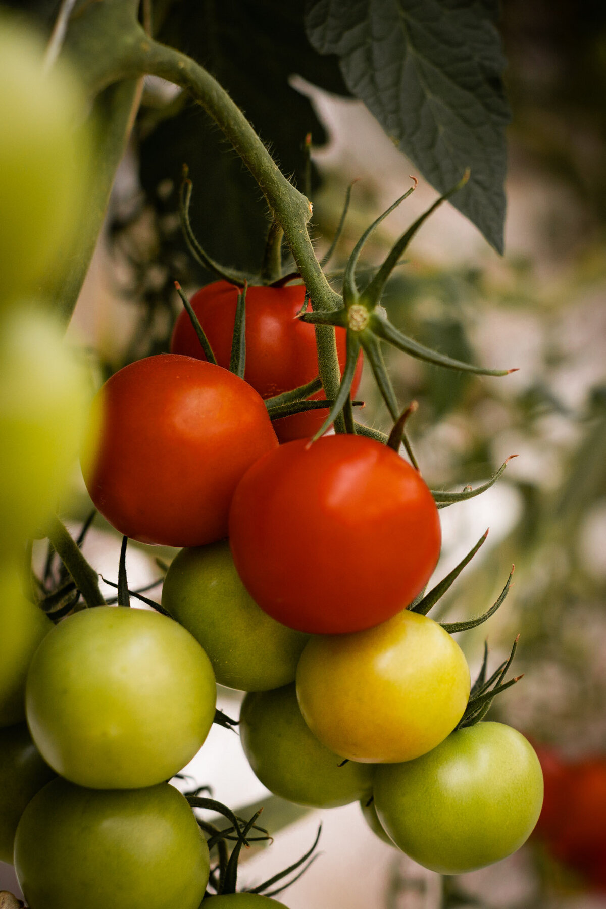 Iceland for Website-24