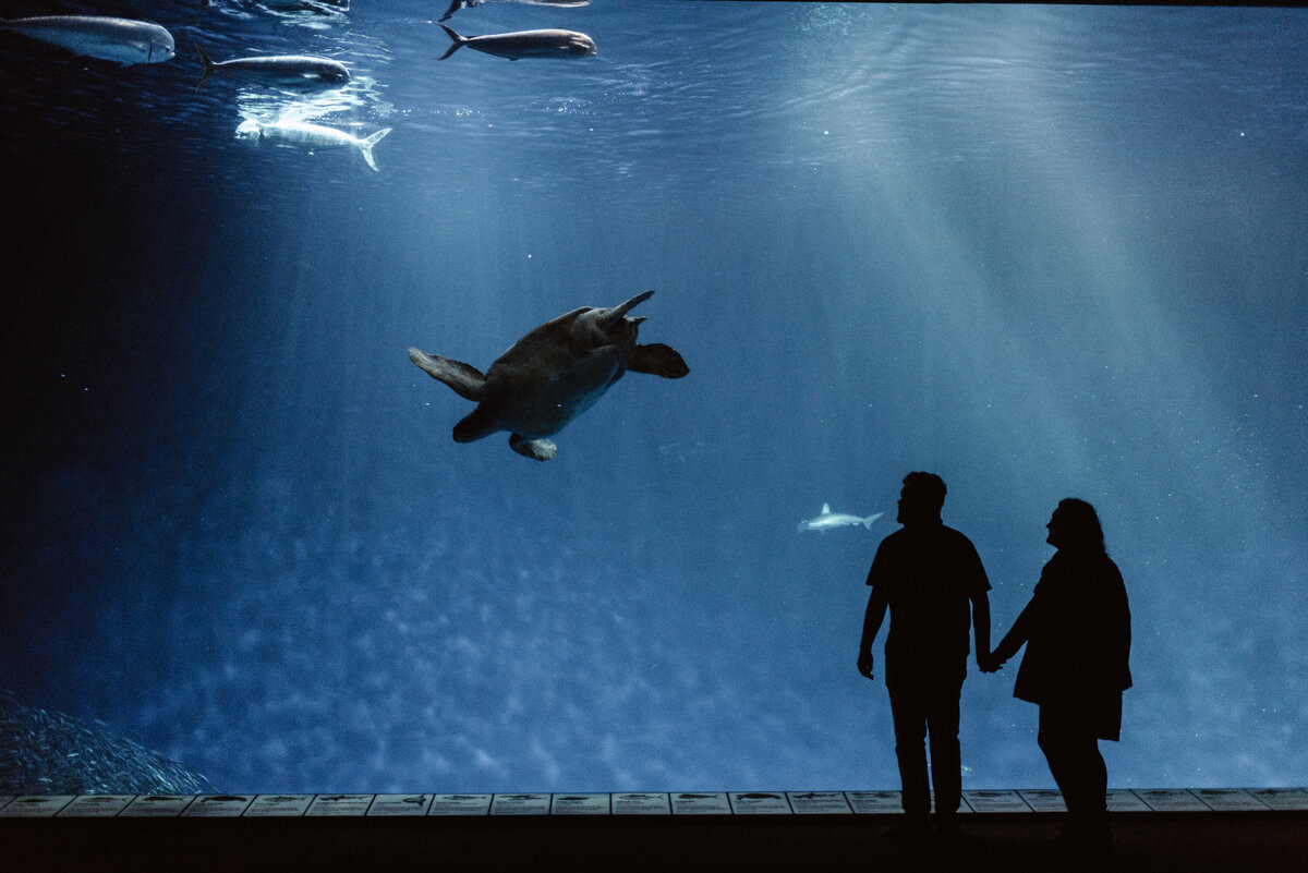 Aquarium engagement photos