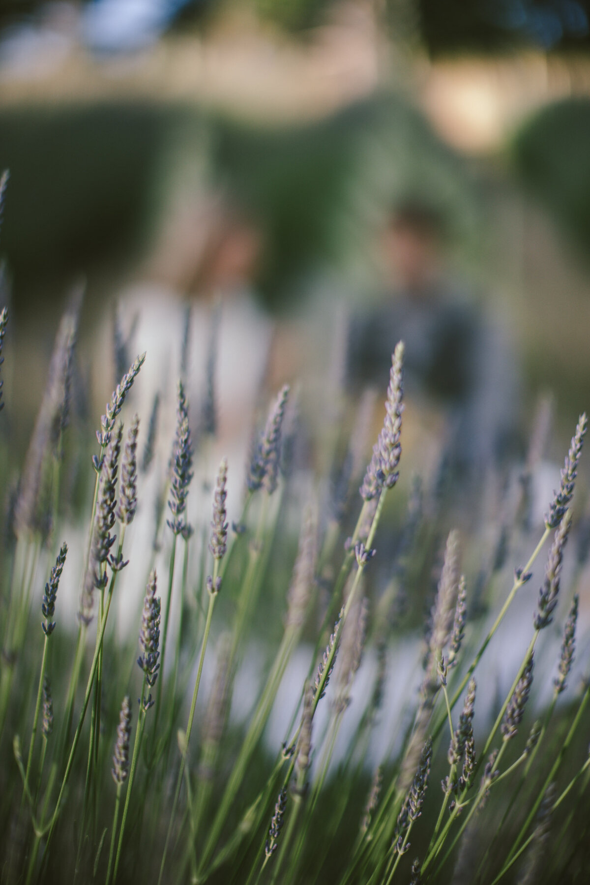 Couple in the lavender fields